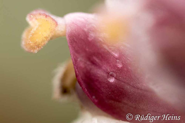 Lathraea squamaria (Gewöhnliche Schuppenwurz), 21.3.2023