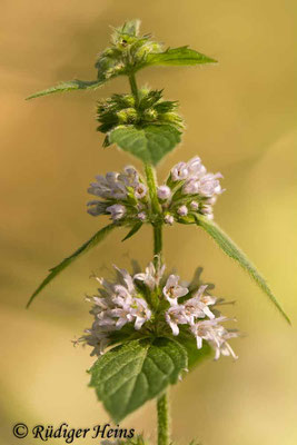 Mentha arvensis (Acker-Minze), 14.8.2020