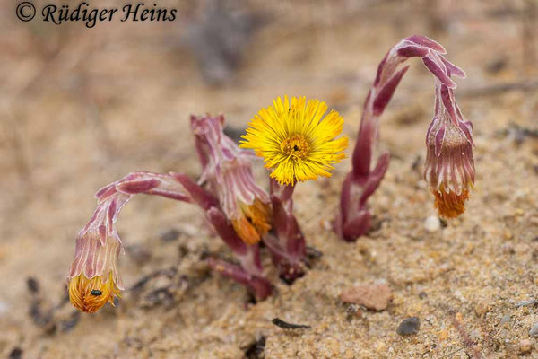 Tussilago farfara (Huflattich)