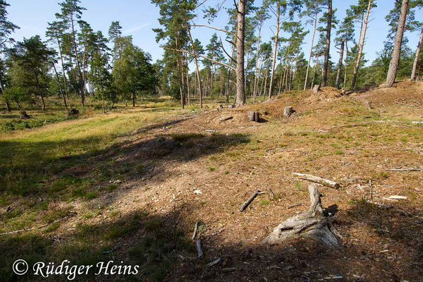 Platycleis albopunctata (Westliche Beißschrecke) Habitat, 14.9.2020