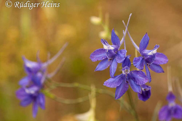 Consolida regalis (Gewöhnlicher Feldrittersporn)