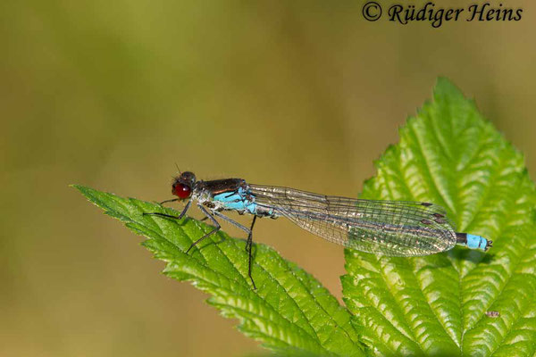 Erythromma najas (Großes Granatauge) Männchen, 1.6.2018