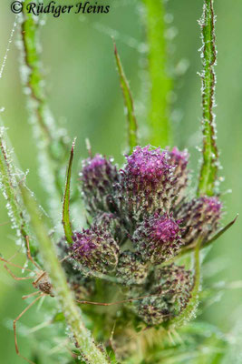 Cirsium palustre (Sumpf-Kratzdistel), 4.6.2010