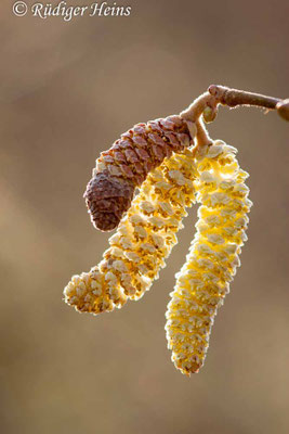 Corylus avellana, Gemeine Haselnuss