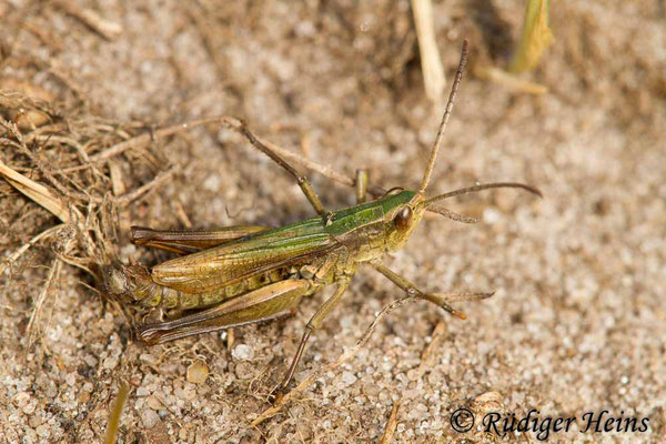 Chorthippus albomarginatus (Weißrandiger Grashüpfer) Männchen, 19.9.2017