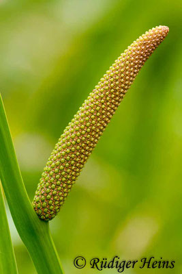 Acorus calamus (Kalmus), 28.7.2013