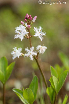 Menyanthes trifoliata (Fieberklee)