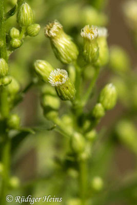 Conyza canadensis (Kanadisches Berufkraut)