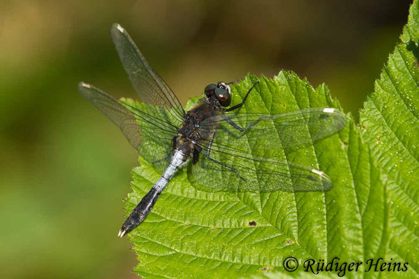 Leucorrhinia caudalis (Zierliche Moosjungfer) Männchen, 6.6.2017