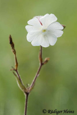 Silene latifolia (Weiße Lichtnelke), 12.9.2020
