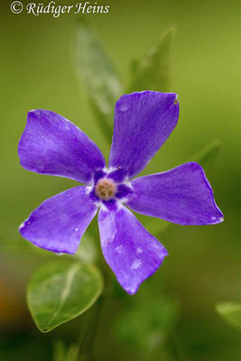 Vinca minor (Kleines Immergrün), 18.4.2014