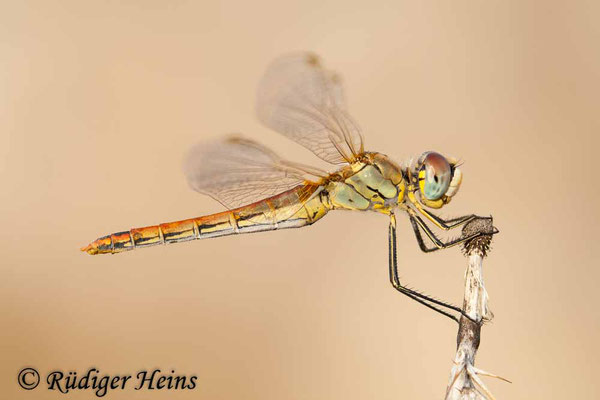 Sympetrum fonscolombii (Frühe Heidelibelle) Weibchen, 31.10.2007