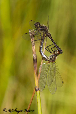 Sympetrum danae (Schwarze Heidelibelle) Paarung, 5.9.2018