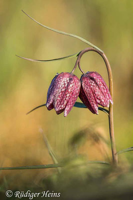 Fritillaria meleagris (Schachblume), 27.4.2021