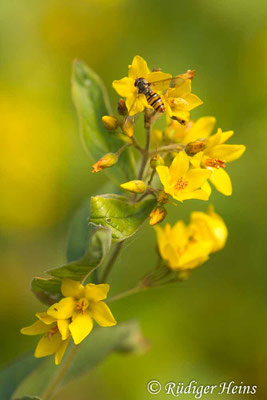 Lysimachia vulgaris (Gewöhnlicher Gilbweiderich), 12.7.2018