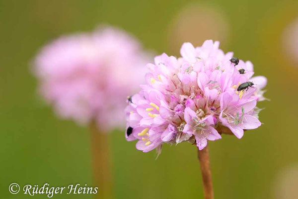 Armeria maritima (Strand-Grasnelke), 28.6.2009