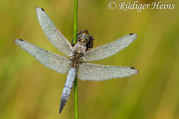 Orthetrum cancellatum (Großer Blaupfeil) Männchen, 13.7.2013