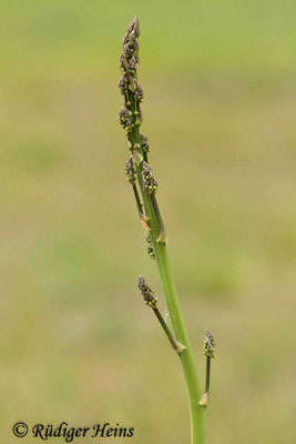 Asparagus officinalis (Weißer Spargel), 18.05.2020