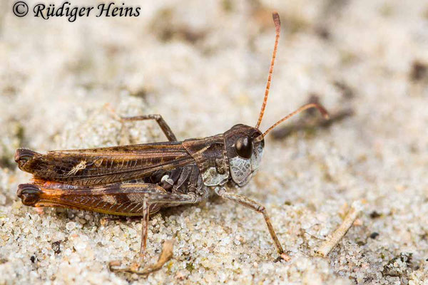 Myrmeleotettix maculatus (Gefleckte Keulenschrecke) Männchen, 18.9.2017