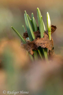 Galanthus nivalis (Schneeglöckchen)