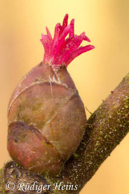 Corylus avellana, Gemeine Haselnuss