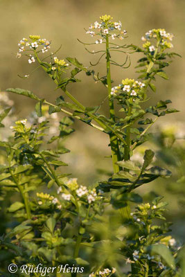 Nasturtium officinale (Echte Brunnenkresse), 17.6.2021