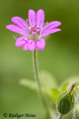 Geranium molle (Weicher Storchschnabel), 19.8.2021