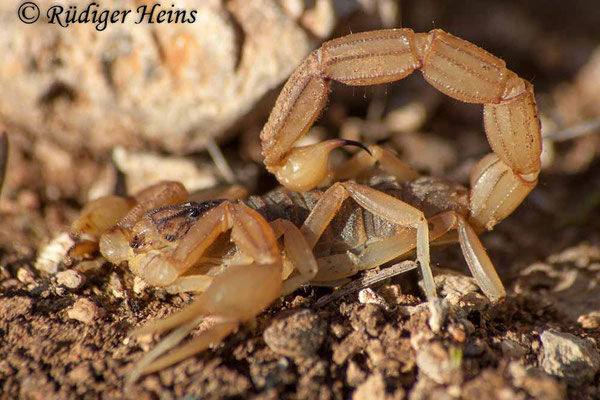 Buthus occitanus (Feldskorpion), 19.10.2005