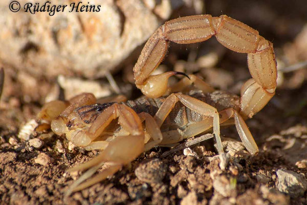 Buthus occitanus (Feldskorpion)