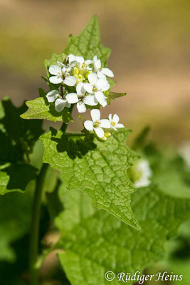 Alliaria petiolata (Knoblauchsrauke), 20.4.2020