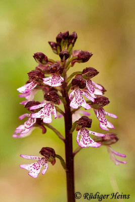 Orchis purpurea (Purpur-Knabenkraut), 18.5.2012