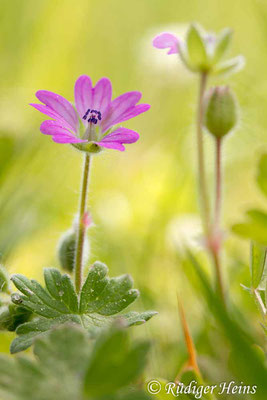 Geranium molle (Weicher Storchschnabel), 11.5.2017