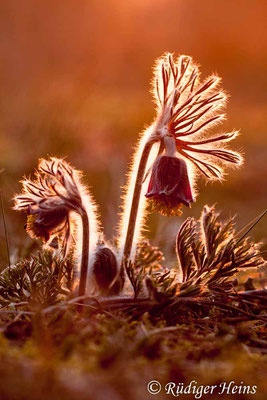 Pulsatilla pratensis (Wiesen-Kuhschelle), 23.4.2011