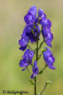 Aconitum napellus (Blauer Eisenhut)