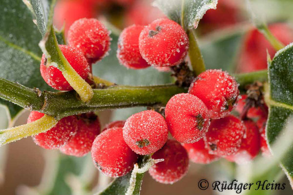 Ilex aquifolium (Europäische Stechpalme), 24.12.2009