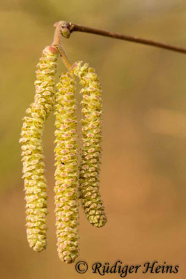 Corylus avellana, Gemeine Haselnuss