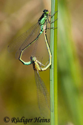 Coenagrion armatum (Hauben-Azurjungfer) Paarung, 7.5.2011