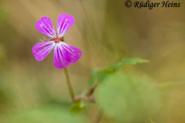 Geranium robertianum (Ruprechtskraut), 18.11.2020