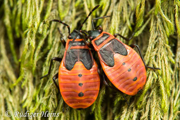 Pyrrhocoris apterus (Gemeine Feuerwanze) Nymphe, 29.7.2020