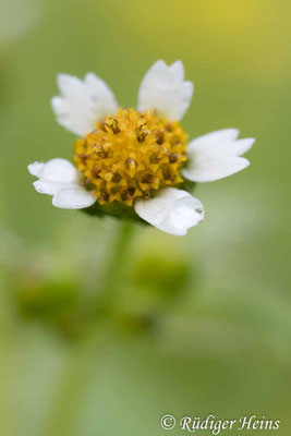 Galinsoga parviflora (Kleinblütiges Franzosenkraut)