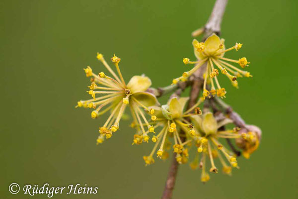 Cornus mas (Kornelkirsche), 5.4.2019
