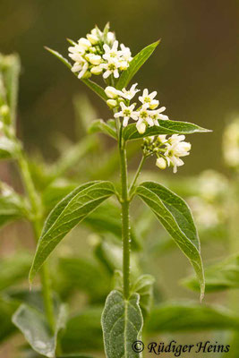 Vincetoxicum hirundinaria (Schwalbenwurz), 30.5.2014