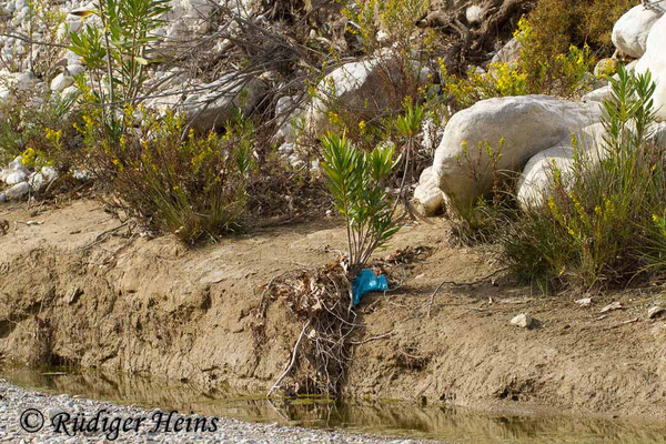 Trithemis arteriosa (Rotader-Sonnenzeiger) Habitat auf der Insel Rhodos, 27.10.2015