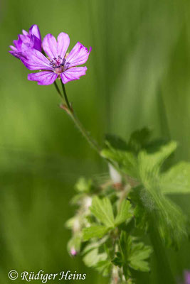 Geranium pyrenaicum (Pyrenäen-Storchschnabel), 30.5.2021