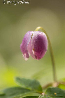 Anemone nemorosa (Buschwindröschen)