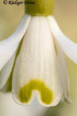 Galanthus nivalis (Schneeglöckchen)