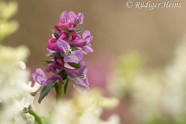 Corydalis cava, Hohler Lerchensporn