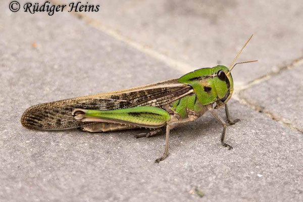 Locusta migratoria (Europäische Wanderheuschrecke) Weibchen