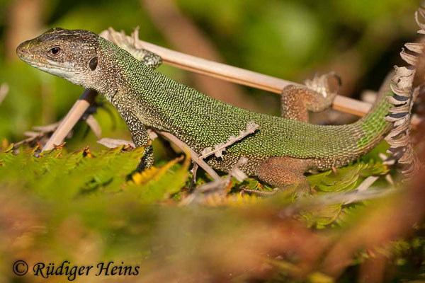 Lacerta trilineata (Riesen-Smaragdeidechse)