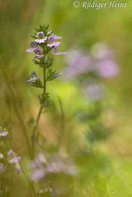 Euphrasia stricta (Steifer Augentrost), 15.9.2022